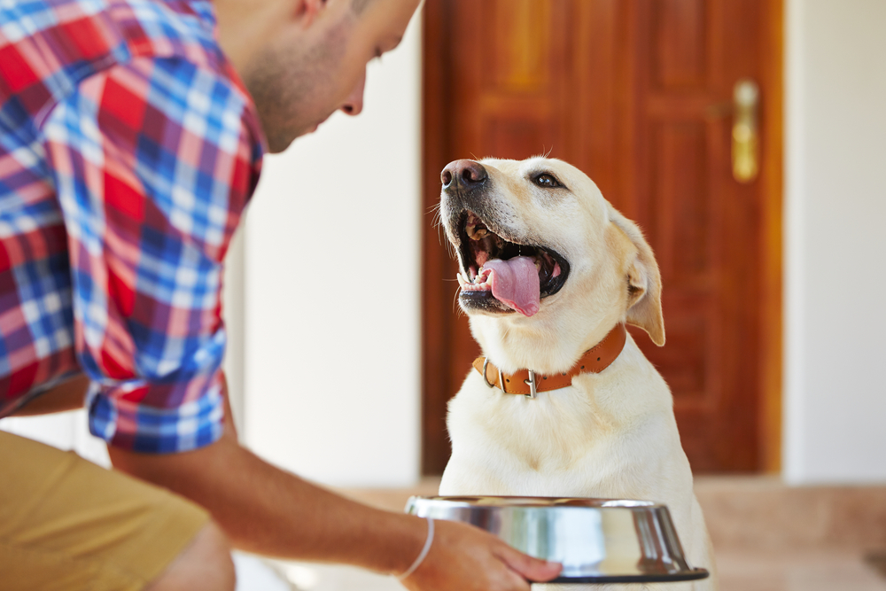 cibo per cani